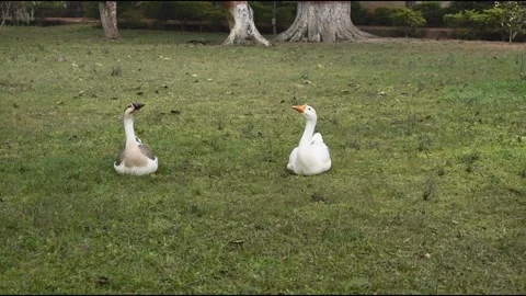 Two ducks sitting on grass in a park Stock Footage 152518636