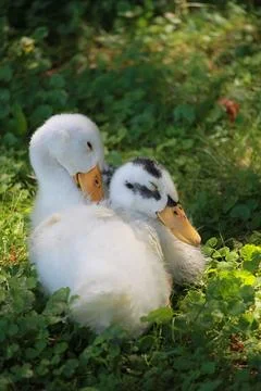Two ducks sitting in the grass Stock Photos