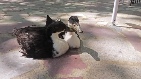 Two ducks sitting in a park Stock Footage 68749653