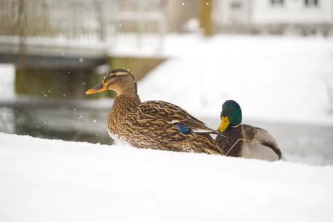 Two ducks sitting on snow Stock Photos