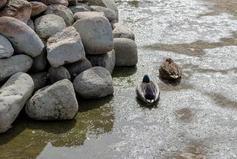 Two ducks sleep in an empty pool Stock Photos