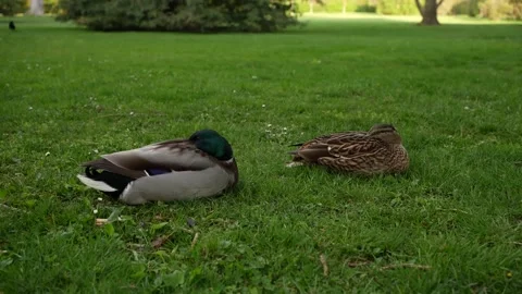 Two ducks sleeping in green grass Stock Footage 201322808