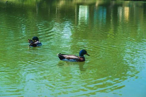 Two ducks on the smooth green surface of the pond on a spring day, relaxing i Stock Photos