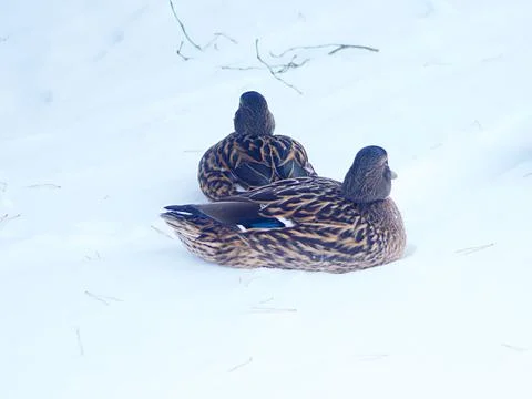 Two ducks in the snow Stock Photos