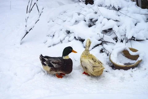 Two ducks in the snow, winter Stock Photos