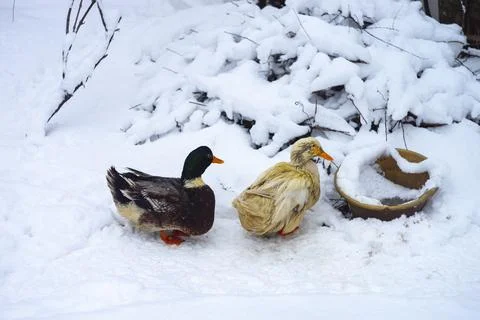 Two ducks in the snow, winter Stock Photos