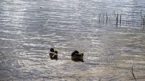 Two ducks splashing in the water in 4K. Stock Footage 129974483