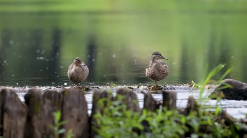 Two ducks stand alert by a calm, green water surface Stock Footage 340505511