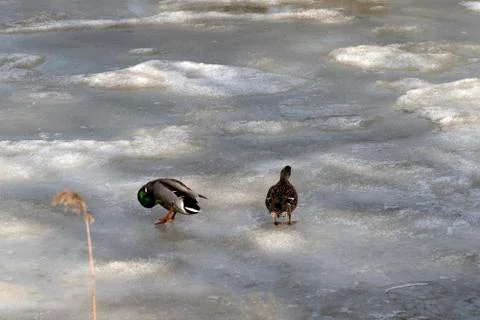 Two ducks stand on ice, spring Stock Photos