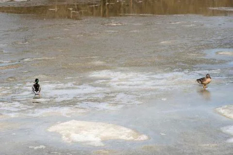 Two ducks stand on ice, spring Stock Photos