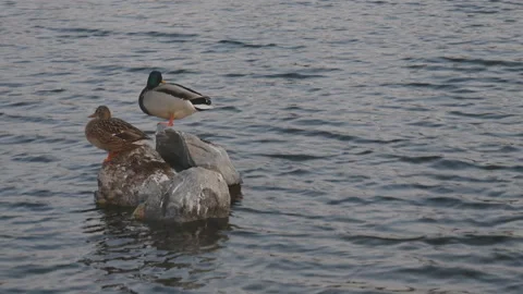 Two ducks stand on a stone in the middle of the pond Stock Footage 119785786