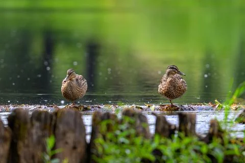 Two ducks stand on wet logs near calm water. Droplets splash gently around th Stock Photos