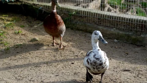 Two ducks standing on a dirt field Stock Footage 330761885
