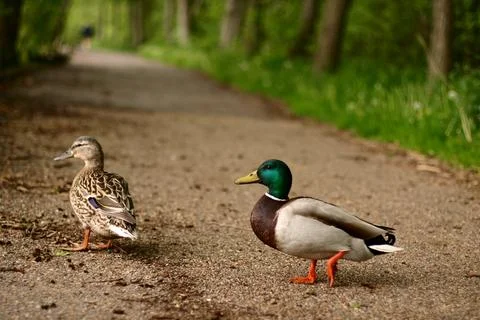Two Ducks Standing on a Forest Path in Frederikslund Skov Denmark Stock Photos
