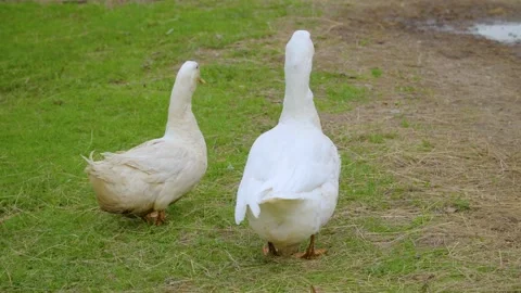 Two Ducks Standing on Grass in Peaceful Rural Scene, White Duck Leading the Pair 스톡 동영상 319936752
