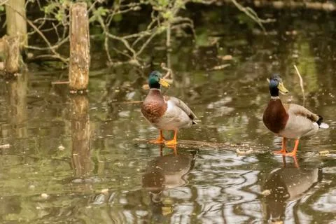 Two Ducks Standing On A Log Floating In Water Stock Photos