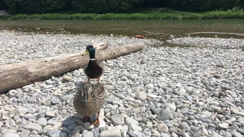 Two ducks standing on pebble with a drifted log on side  running after food Stock Footage 131512005