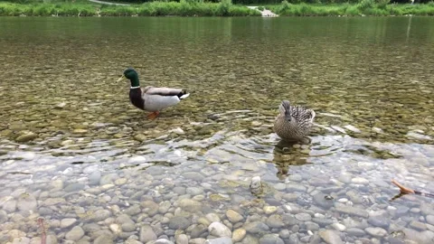 Two ducks standing on pebbles on a clear river water looking for food Stock Footage 131511972
