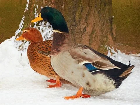 Two ducks standing snow Stock Photos