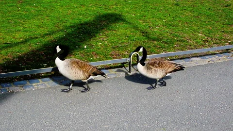 Two ducks standing in waling trail in a park near river Main. Stock Footage 152951737