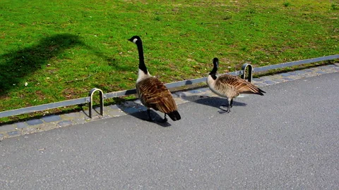 Two ducks standing in waling trail in a park near river Main. Video stock 152951751