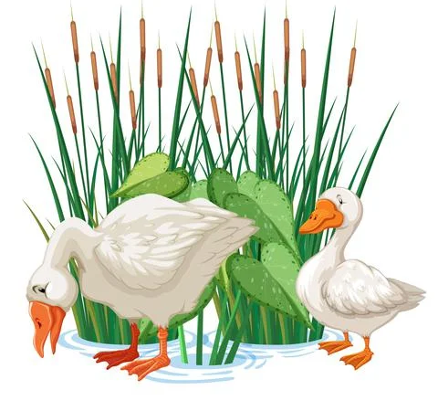Two ducks standing in water Stock Illustration