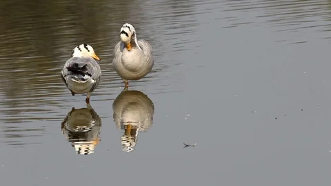 Two Ducks Standing in Water at Sariska india Video stock 86983460