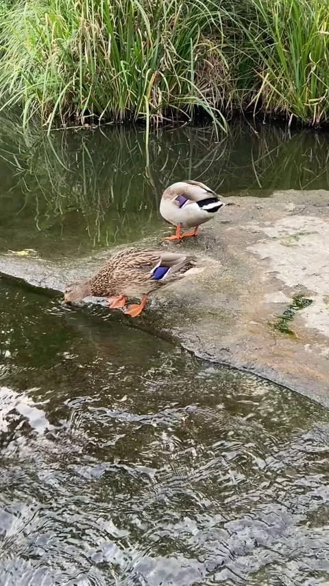 Two ducks on a stone in the river drinking and eating Stock Footage 317112133