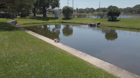Two ducks sunning on the edge of small pond on a bright sunny day. Stock Footage 240683801