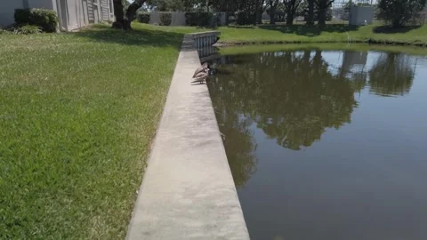 Two ducks sunning on the edge of small pond on a bright sunny day. Stock Footage 240685689