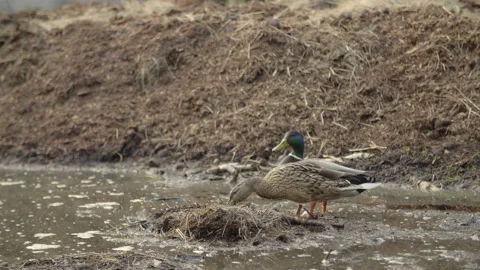 Two ducks at swamp, 4k Stock Footage 133192306