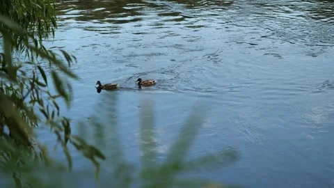 Two ducks swim along a river with a fast current.  Stock Footage 284621748