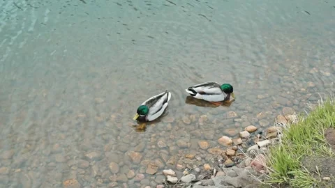 Two ducks swim in a clear pond, gliding over the water's surface. The area is Stock Footage 339094307