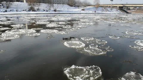 Two ducks swim to each other against stream pieces of frozen ice Stock Footage 22512911