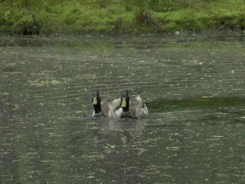 Two Ducks Swim Stock Footage 356534