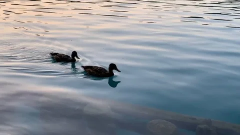 Two ducks swim. Stock Footage 111930197