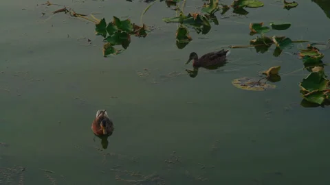 Two ducks swim on a lake colored with green algae in search of food Stock Footage 246860700