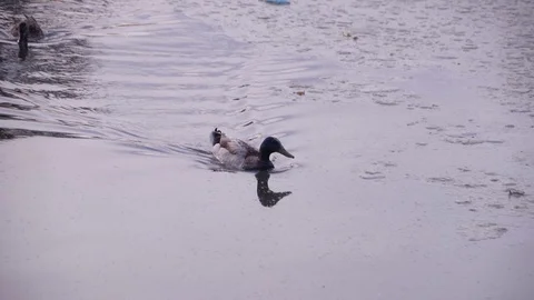 Two Ducks Swim on Lake Stock Footage 89545630