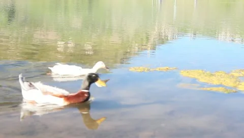 Two ducks swim past Stock Footage 11145924