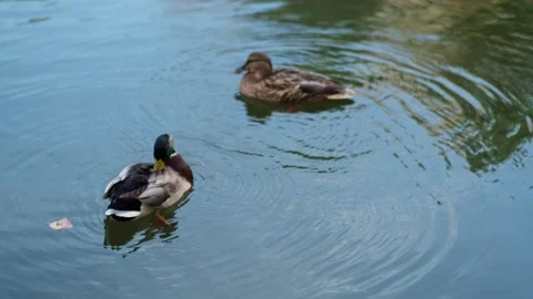 Two ducks swim in a pond and clean their feathers, close-up. 스톡 동영상 336556403