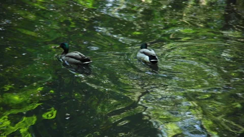 Two ducks swim on the pond Video stock 130250652