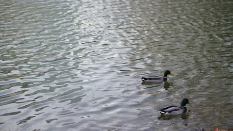 Two ducks swim in a pond Stock Footage 164141857