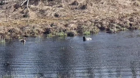 Two ducks swim in a pond, surrounded by dry grass. Early spring. Video stock 301225859