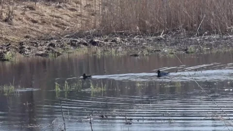 Two ducks swim in a pond, surrounded by dry grass. Early spring. Stock Footage 301225871