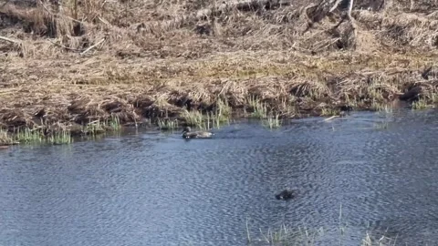 Two ducks swim in a pond, surrounded by dry grass. Early spring. Stock Footage 301225986