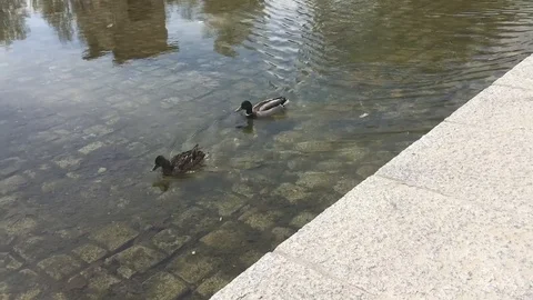 Two ducks swim in the pond at the Temple of Debod in Madrid Stock Footage 124999822