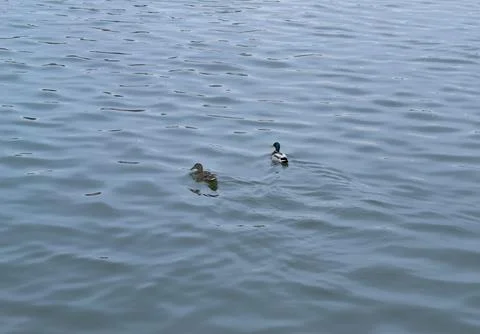 Two ducks swim in the river in ribbed water Foto stock