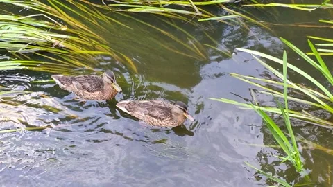 Two ducks swim in the river in running water Stock Footage 157866605