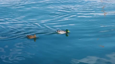 Two ducks swim on surface of water Stock Footage 304740674