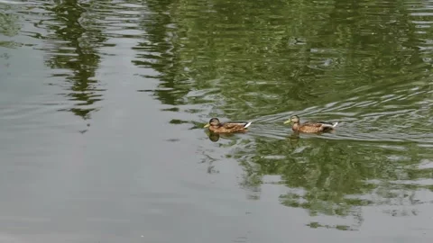 Two ducks swim on the water in a pond. The camera is watching these birds. Stock Footage 321021606